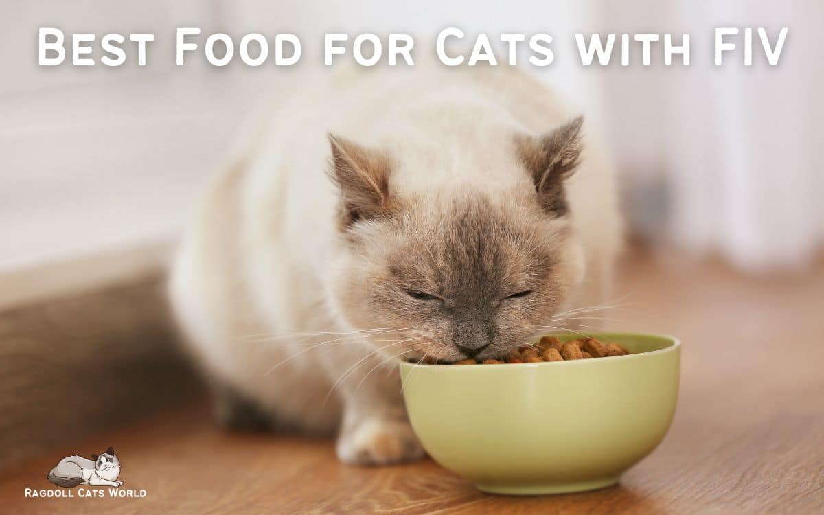 What is Best Nutrition for Fiv Cats
