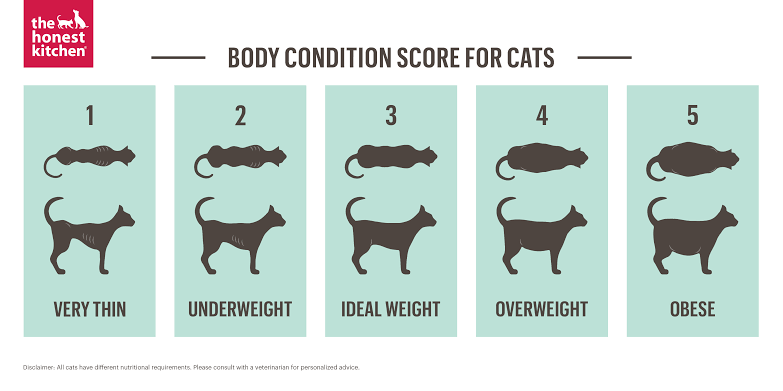What is Nutritional Stress in Cats