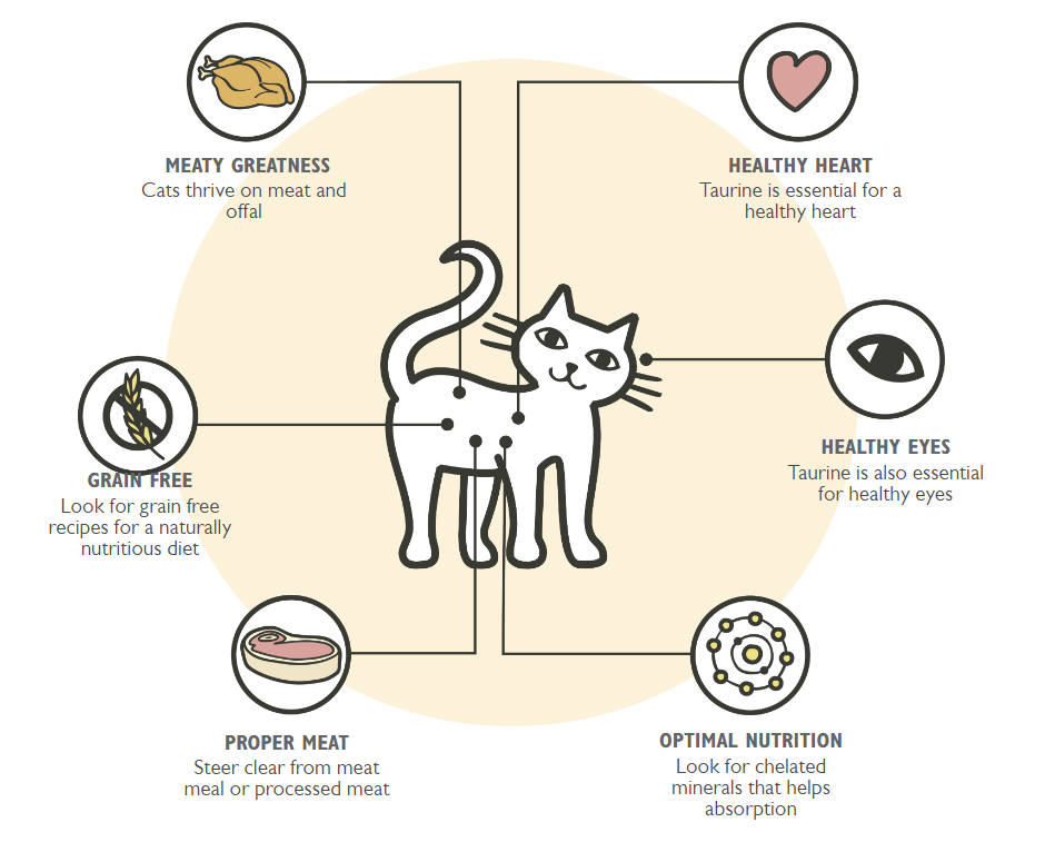 What Nutrition Do I Give And are Good for Cats