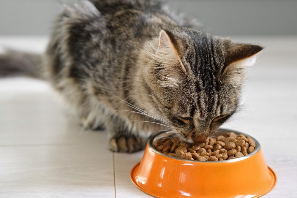 What to Look for in Cat Dry Food Nutrition