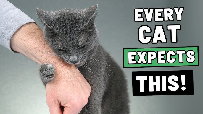 Why Do Cats Brush Up against Your Leg