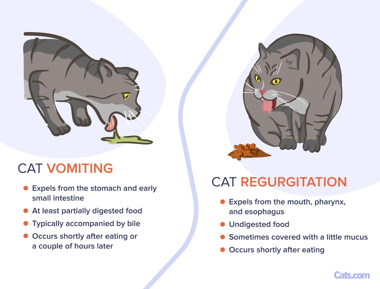 Why Does My Cat Throw Up After Eating Wet Food